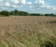 cornfields in suffolks